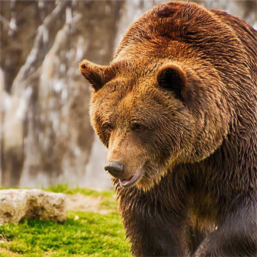 Охота на Медведя в Горном Алтае