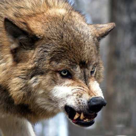 Охота на Волка в Горном Алтае